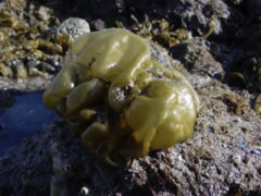 Colpomenia sinuosa