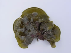 Padina durvillaei