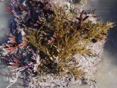 Sargassum sinicola