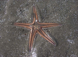 Astropecten armatus